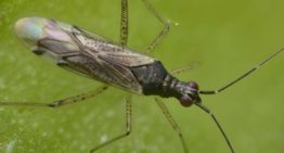 Roofwants Dicyphus errans optie voor bestrijding van lastige Nesi