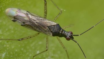 Roofwants Dicyphus errans optie voor bestrijding van lastige Nesi