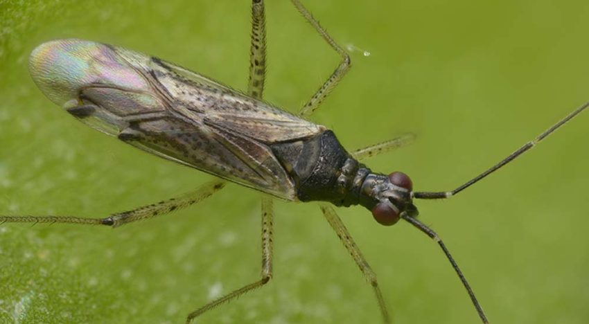 Roofwants Dicyphus errans optie voor bestrijding van lastige Nesi