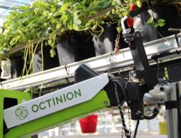 Aardbeienplukrobot werkt nog beter bij aanpassing ras en teeltsysteem