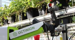 Aardbeienplukrobot werkt nog beter bij aanpassing ras en teeltsysteem