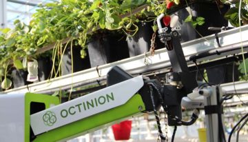 Aardbeienplukrobot werkt nog beter bij aanpassing ras en teeltsysteem