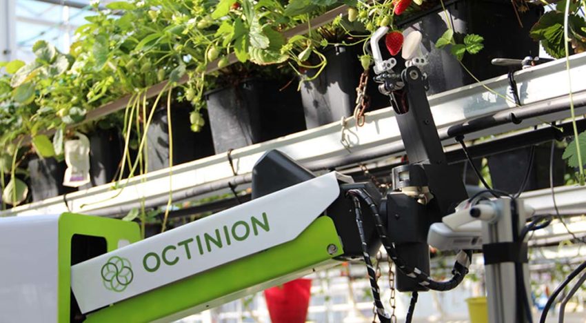 Aardbeienplukrobot werkt nog beter bij aanpassing ras en teeltsysteem