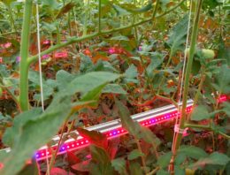 Dubbel-doel tomatengewas in onderzoek