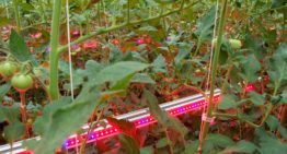 Dubbel-doel tomatengewas in onderzoek