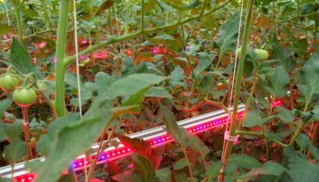 Dubbel-doel tomatengewas in onderzoek