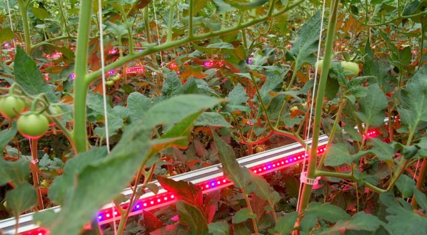 Dubbel-doel tomatengewas in onderzoek