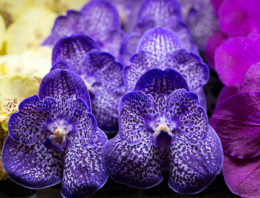 Anco pure Vanda gaat verder als Ansu Vanda