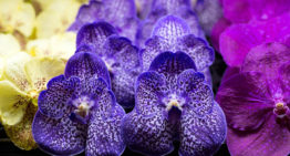 Anco pure Vanda gaat verder als Ansu Vanda