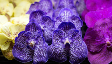 Anco pure Vanda gaat verder als Ansu Vanda