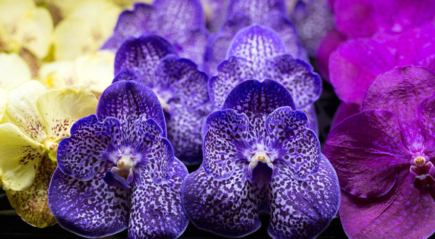 Anco pure Vanda gaat verder als Ansu Vanda