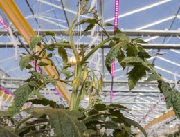 Hogere lichtintensiteit levert een flinke winterproductie op