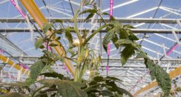 Hogere lichtintensiteit levert een flinke winterproductie op