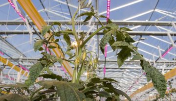 Hogere lichtintensiteit levert een flinke winterproductie op