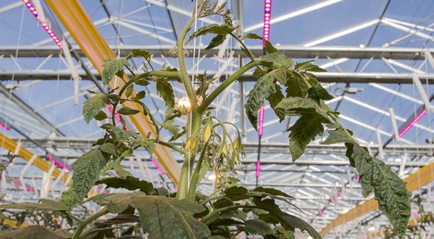 Hogere lichtintensiteit levert een flinke winterproductie op