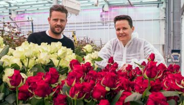 Red Naomi! en Avalanche+ reageren prima op nieuwe rozenspectrum