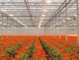 Plant Empowerment: balanceren op het koord van fysica en fysiologie