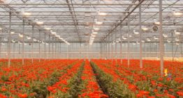 Plant Empowerment: balanceren op het koord van fysica en fysiologie