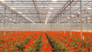 Plant Empowerment: balanceren op het koord van fysica en fysiologie
