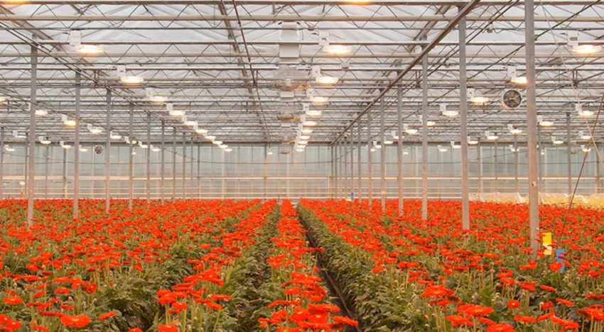 Plant Empowerment: balanceren op het koord van fysica en fysiologie