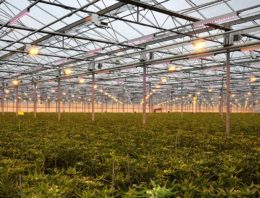 Alstroemeria wordt onderworpen aan fossielvrij en emissieloos teeltconcept