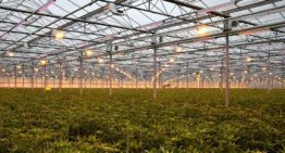 Alstroemeria wordt onderworpen aan fossielvrij en emissieloos teeltconcept