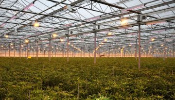 Alstroemeria wordt onderworpen aan fossielvrij en emissieloos teeltconcept
