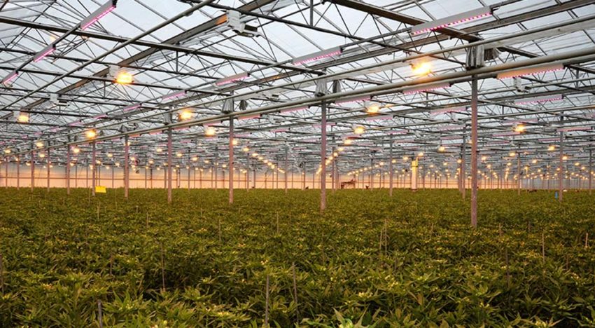 Alstroemeria wordt onderworpen aan fossielvrij en emissieloos teeltconcept