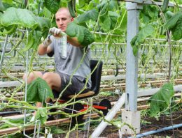 Te veel suikers naar bloemen en vruchten gaat ten koste van productie