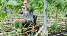 Te veel suikers naar bloemen en vruchten gaat ten koste van productie
