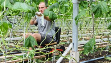 Te veel suikers naar bloemen en vruchten gaat ten koste van productie