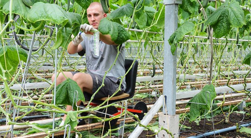 Te veel suikers naar bloemen en vruchten gaat ten koste van productie Te veel suikers naar bloemen en vruchten gaat ten koste van productie