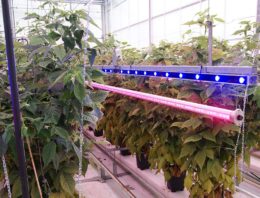 Groot effect lichtkwaliteit op frambozen onder glas