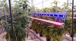 Groot effect lichtkwaliteit op frambozen onder glas