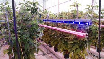 Groot effect lichtkwaliteit op frambozen onder glas