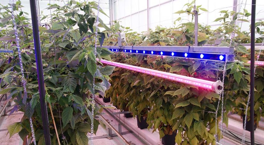 Groot effect lichtkwaliteit op frambozen onder glas
