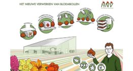 Bewaren van bloembollen kan energiezuiniger