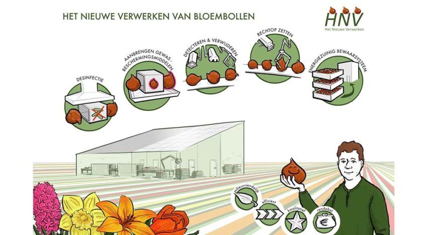 Bewaren van bloembollen kan energiezuiniger Bewaren van bloembollen kan energiezuiniger