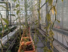 Project beheersing Fusarium in vanille