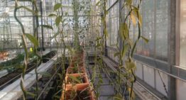Project beheersing Fusarium in vanille