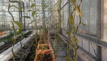 Project beheersing Fusarium in vanille