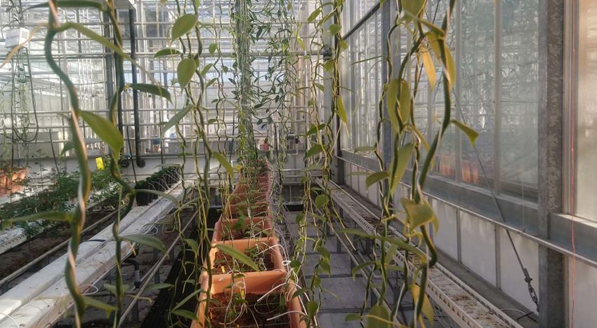 Project beheersing Fusarium in vanille