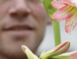‘Met sonatini is er leven na Kerstmis voor amaryllis’
