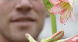 ‘Met sonatini is er leven na Kerstmis voor amaryllis’