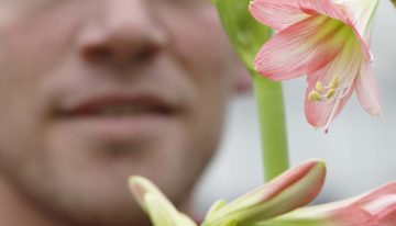 ‘Met sonatini is er leven na Kerstmis voor amaryllis’