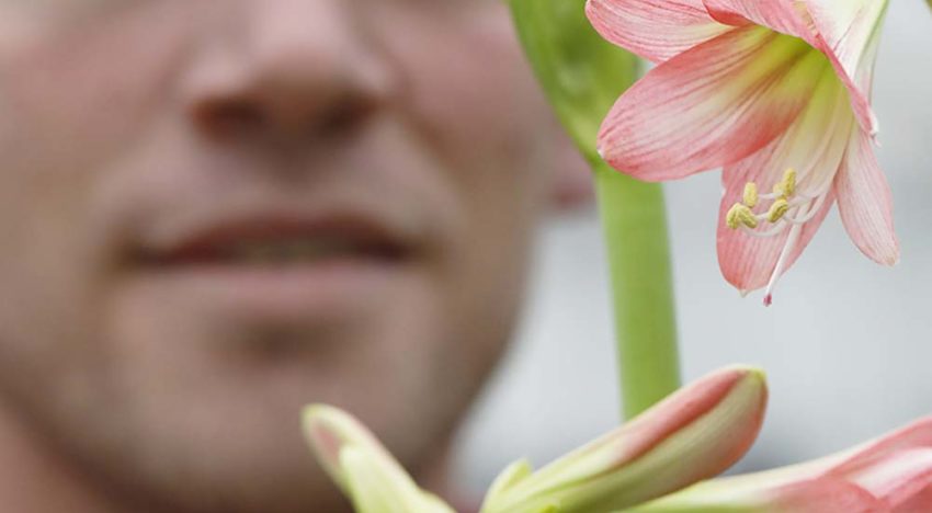 ‘Met sonatini is er leven na Kerstmis voor amaryllis’