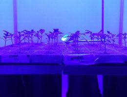 -DIF verstoort biologische klok en suikerhuishouding en remt lengtegroei