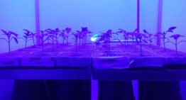 -DIF verstoort biologische klok en suikerhuishouding en remt lengtegroei