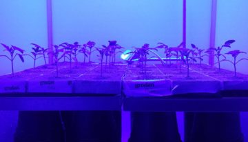 -DIF verstoort biologische klok en suikerhuishouding en remt lengtegroei