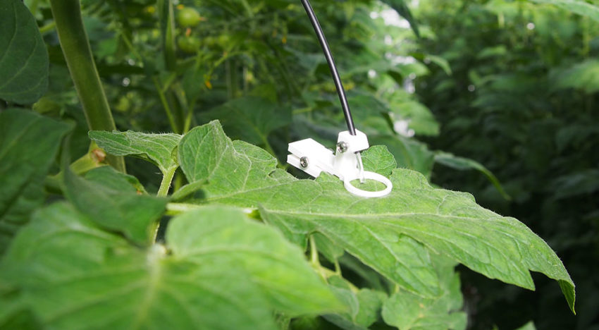 Nieuwe mobiele fotosynthese-efficiency sensor geïntroduceerd